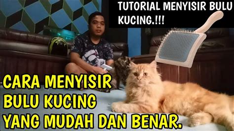 Cara merawat kucing kampung agar bulunya lebat selanjtnya adalah dengan memberikan minyak ikan minyak ikan mengandung asam lemak omega 3 yang dapat menjaga kesehatan kulit, melebatkan bulu dan mencegah bulu kucing dari kerontokan. Cara menyisir bulu kucing yang benar - YouTube