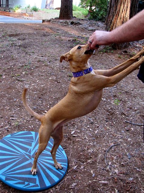 I'm still pleased with the results! ZoePhee: Wobble Board Wednesday!!! (Tutorial) | Dog training, Dog training equipment, Dog boarding