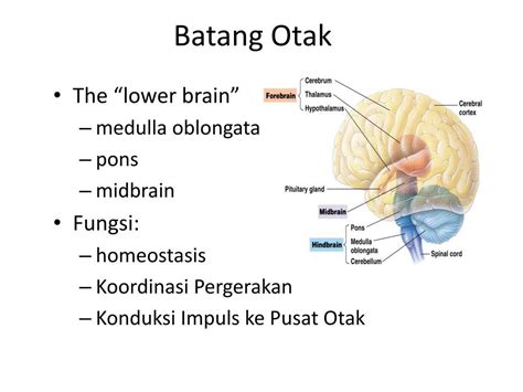 Hewan yang bertulang belakang, sistim sarafnya adalah saraf pusat dan saraf tepi, sementara hewan yang tak bertulang belakang mereka memiliki sistim saraf yang berbentuk seperti tangga tali. PPT - SISTEM SARAF HEWAN PowerPoint Presentation, free download - ID:4546956