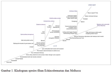 Check spelling or type a new query. Identifikasi, Klasifikasi serta Kladogram Spesies Filum ...