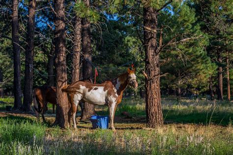 Maybe you would like to learn more about one of these? Little Elden Springs Horse Camp | Little Elden Spring ...