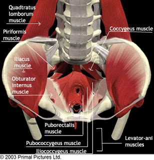 The internal organs constitute the most conspicuous part of the organs of the human body; Physiotherapy and Back: Core Muscle Activation For the Back