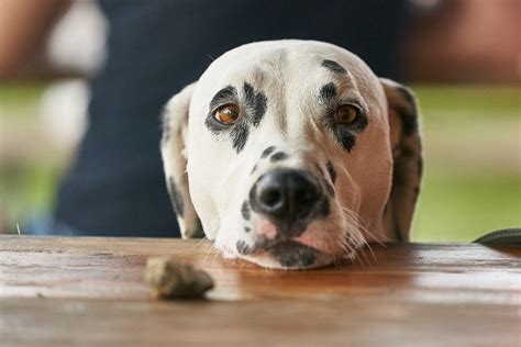 Anaphylactic shock is an emergency. BBQ season: ten toxic foods to keep away from pets - Dogs ...