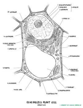 Plant cells (unlike animal cells) are surrounded by a thick, rigid cell wall. PLANT Cell Biology- coloring sheet and anatomy worksheet ...