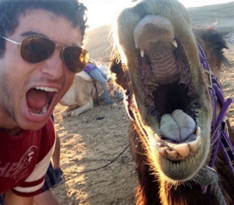 Listen to country 108, germany radio station. Selfie with a camel