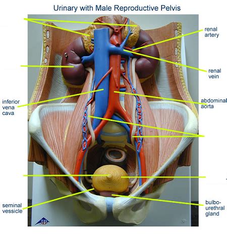 This anatomical torso model includes a comprehensive study guide to assist users in retaining important anatomical detailed labeling of each of the 16 removable parts. Print Activity 5: Examining the Human Torso Model ...