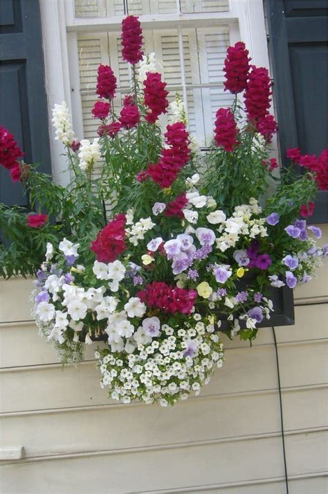 Instead of three different plants, choose three different colors of the best plants for planter boxes in shade. 30 Best Flowers Plant for Window Boxes 2019 in 2020 ...