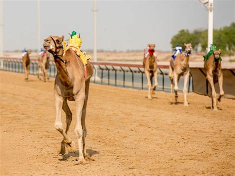 Camel racing is a famous activity in united arab emirates. COVID-19: Dubai camel races resume with robot jockeys ...