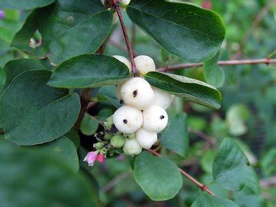 Symphoricarpos is usually available between. SNOWBERRY | Winterberry, Berries, Garden