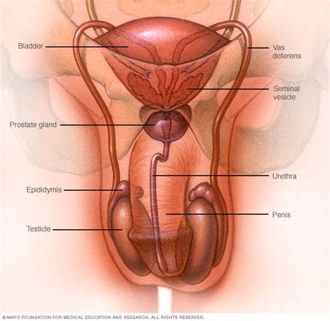 This may be because cancer cells use up much of the body's energy supply. Testicular cancer - Symptoms and causes - Mayo Clinic