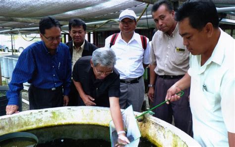 Empurau production at ltt aquaculture. Himpunan berita-berita dari Sri Aman: Ikan Empurau dan ...