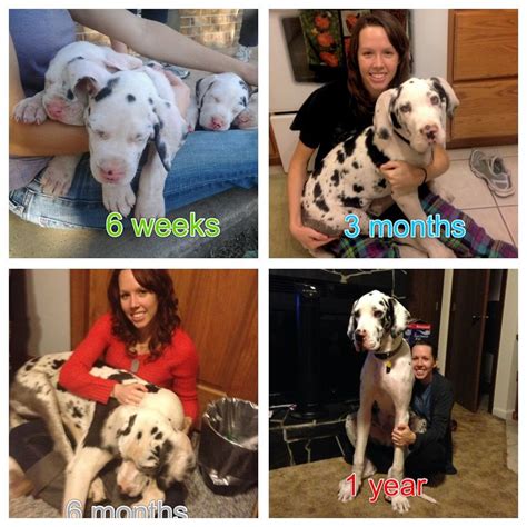 The table below highlights upon the average growth rate of a great dane puppy. Female Great Dane Growth Chart Pictures