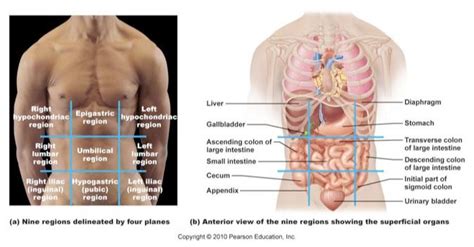 Abdominal surface anatomy can be described when viewed from in front of the abdomen in 2 ways divided into 4 quadrants by single vertical and horizontal imaginary planes. Language of Anatomy: Abdominopelvic Quadrants/Regions ...