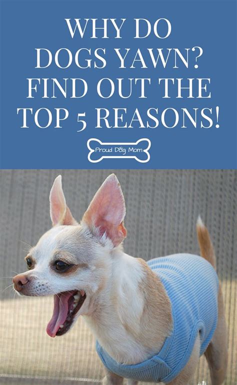 But despite being such a widespread feature, scientists still can't explain why yawning the real function of yawning, according to one hypothesis, could lie in the human body's most complex system: 204 best Proud Dog Mom images on Pinterest | Dog mom, Dog ...
