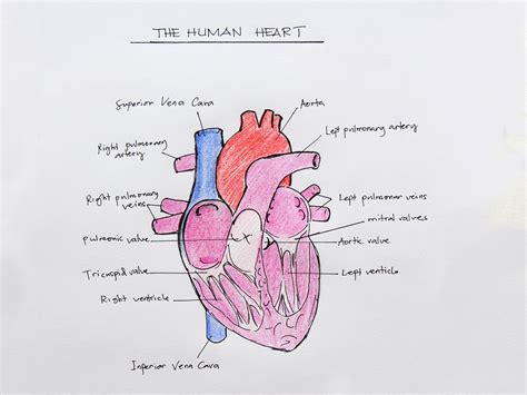 Includes all 3 of my nascar mods: Anatomical Drawing Heart at GetDrawings | Free download