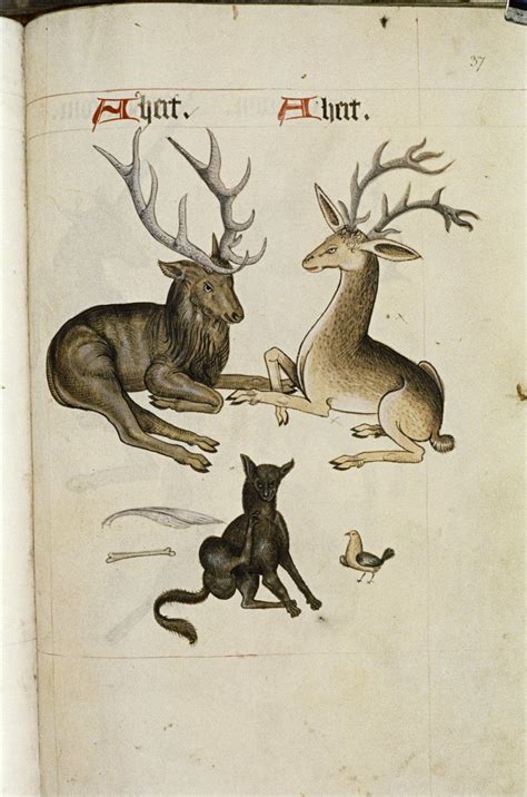 He believed the judicial prosecution of animals, resulting in their excommunication by the church or their execution by the hangman, had its. Tudor Bestiary, 1520 - Retronaut (With images) | Medieval art, Bestiary, Pattern books