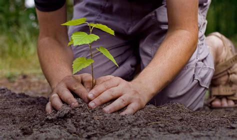 Islamic banks are thus one of the direct consequences of the resurgence of interest in islam. Any Reward for Planting Trees and Houseplants?