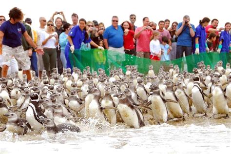 Últimas notícias de porto alegre e todo o estado do rs. G1 > Brasil - NOTÍCIAS - Pingüins são devolvidos ao mar no RS