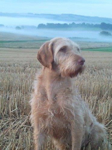 We may earn money or products from the companies mentioned in this post. Hungarian Wirehaired viszla pups for sale | Kelso ...