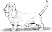 You can use our amazing online tool to color and edit the following basset hound coloring pages. Dogs coloring pages | Free Coloring Pages