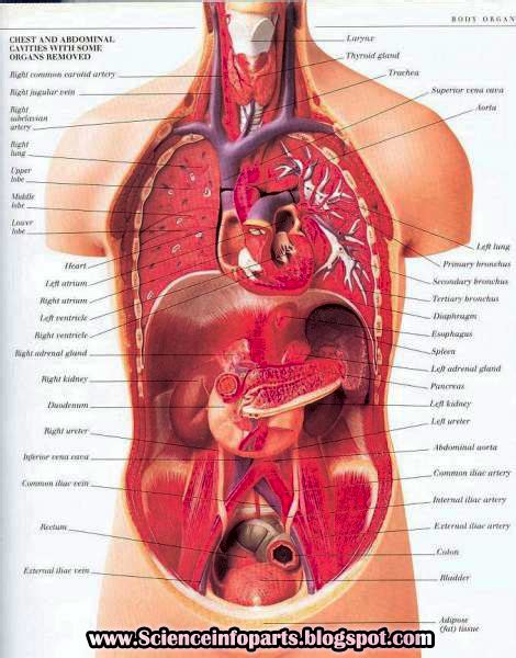 This interactive medical diagram of human body anatomy displays 28 clickable body parts/organs. Human Anatomy | Science, Biology,Human and Body Parts Best ...