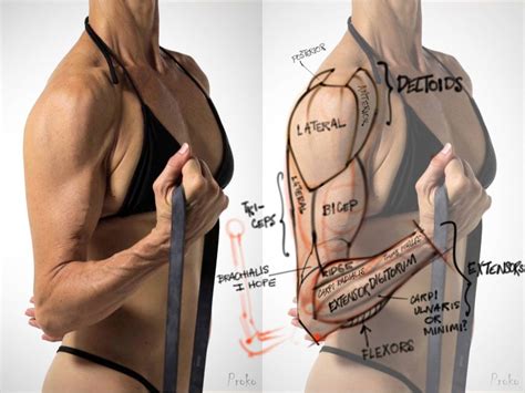 The arm muscles are located between the shoulder and elbow joint. Arm Muscles Map / Muscle Map - An overview of the muscles ...