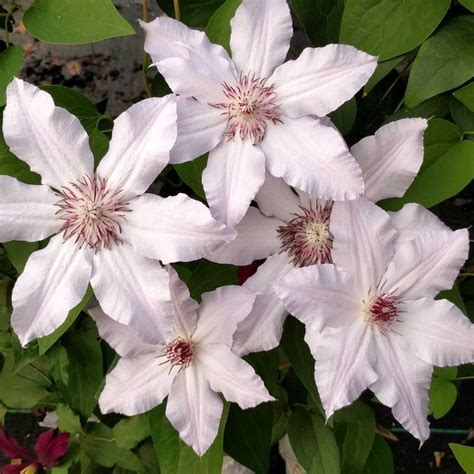 Clematis hexapetala 'mongolian snowflakes' is an introduction from the late plant explorer harlan hamernik, who discovered this gem on a botanizing expedition in mongolia. Clematis 'Snow Queen' - Nagyvirágú, korai virágzású ...