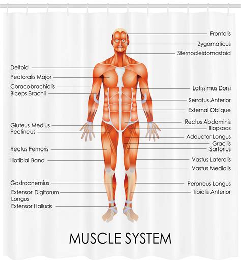 Muscles, connected to bones or internal organs and blood vessels, are in charge for movement. Male Muscular Anatomy