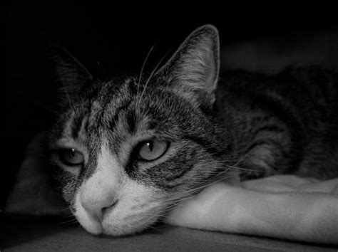 Can i have my cat put to sleep at home? What Every Cat Parent Should Know Before Euthanasia - The ...