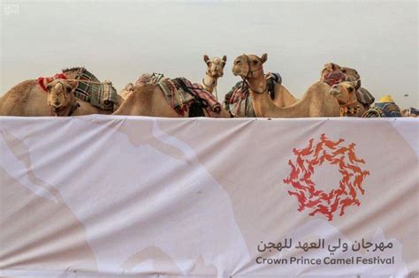 Boundless journey, challenging extremes, camel! Second phase of Saudi Crown Prince Camel Festival begins ...