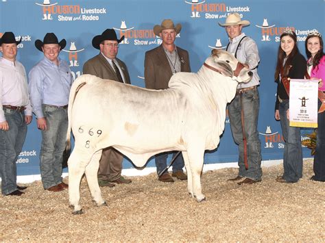 Years of v8 brahman cattle history (established 1944). +Miss V8 947/6 Brahman Donor Female | V8 Ranch — Brahman ...