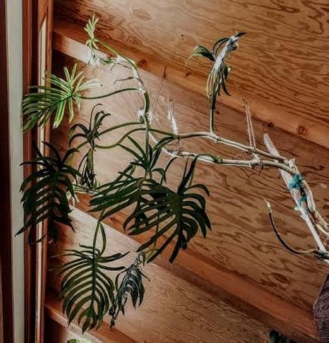 Temperatures above and beyond this could cause the plants growth to slow down. ⭕DD PLANTS: Skeletons Philodendron tortum vs Philodendron ...