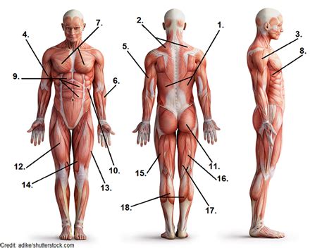 If someone wants a healthy and good life, one must understand his body. Diagram Of Body Muscles And Names - How Many Muscles Are ...