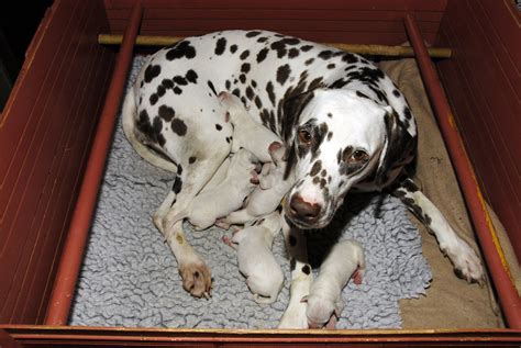 Dalmatian puppies are born with plain white coats and their first spots usually appear within 10 days; New born dalmatian puppies - a photo on Flickriver