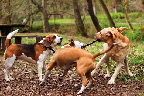 Help to protect the rarest animals in the world. Dog Parks: What You Should Know | Dogs, Dog park, Pet vet