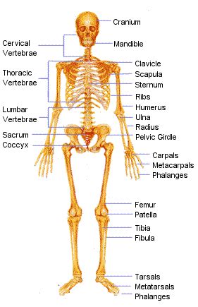 We did not find results for: City Distributers: Human Bones