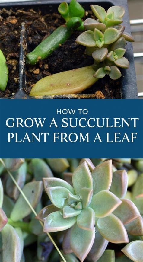 If there's one thing seasoned plant growers and houseplants newbies have in common is knowing how important light is in a plant's life cycle. HOW TO GROW SUCCULENT PLANTS FROM A LEAF. It's simple to ...