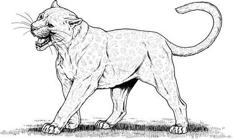 Bobcat coloring pages, bobcat coloring page, bobcats coloring pages, bobcat coloring book pages. Free Free Coloring Pages Bobcat Footprint, Download Free ...