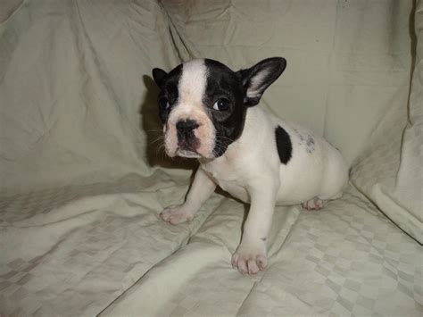 Meet rocco, one of our adorable french bulldog puppies for sale. li frenchies | French Bulldog Breeder | Farmingville, New York