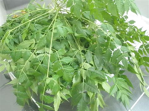 Halaman utama untuk popok mamypoko. The Journey Of My Life @--: Daun Semambu