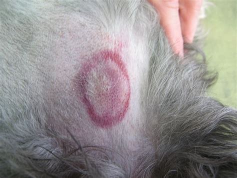 Borreliosis/lyme disease is transmitted by the bite of infected ticks. Lyme Borreliose beim Hund - FRAG DEN TIERARZT