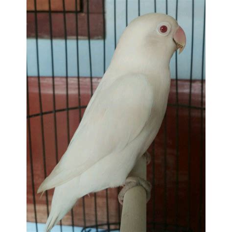 Murai batu blorok dilihat dari segi harga, murai batu putih (albino) berada diurutan pertama. JUAL BURUNG LOVEBIRD LOVE BIRD ALBINO MATA MERAH BANYAK ...