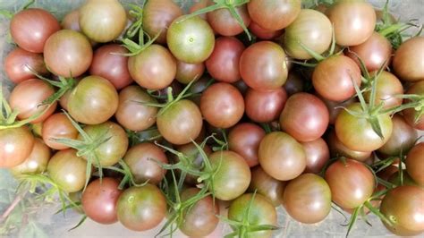 Tomato plants should be grown in a warm areas and receive plenty of sunlight, so choose a sunny spot in. Tomato 'Chocolate Cherry' Seeds | Garden Hoard - Certified ...