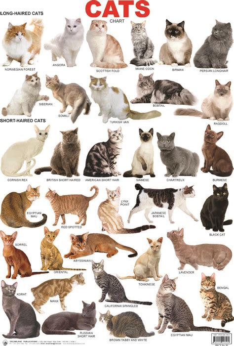 Cat breeds: information, characteristics and behavior ...