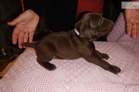 The german shorthaired pointer (gsp) is a medium to large sized breed of dog developed in the 19th century in germany for hunting. Browncollar Girl: German Shorthaired Pointer puppy for ...