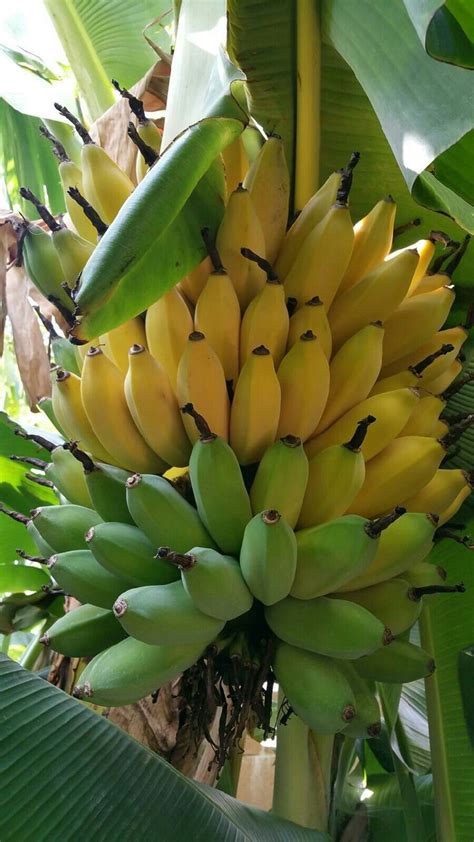 How to grow a banana plant. How to Grow Banana Plants Indoors and Outdoor - GoWritter ...