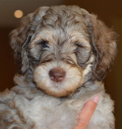 This lil princess is named cheetah, she is a goldie and fonzie pup. Australian Labradoodle Puppy | Labradoodle puppy ...