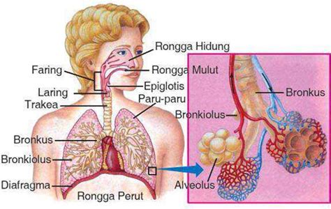 Asap rokok mengandungi pelbagai karsinogen, contohnya tar yang boleh menyebabkan kanser peparu. Sistem Pernapasan Manusia Disertai Gambar dan Fungsinya ...