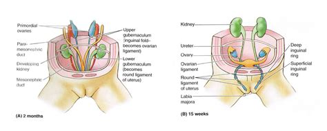 We did not find results for: Female Anatomy Groin