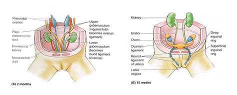 We did not find results for: Female Anatomy Groin